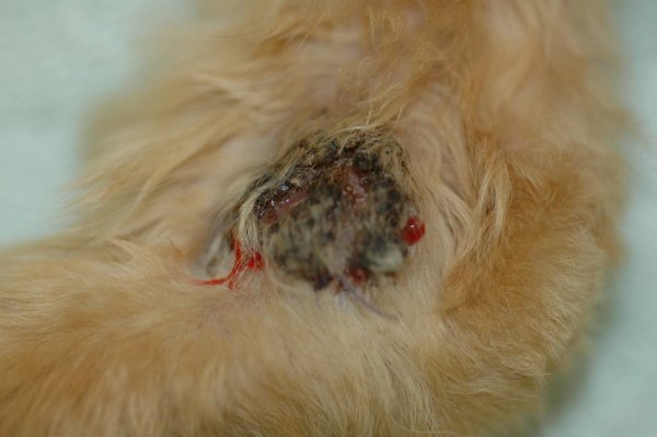 Dog discount tumor types