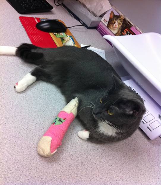 Wound Care for Pets whiskerDocs