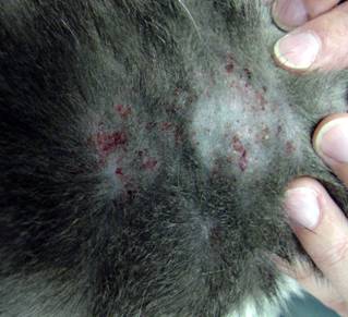 flea allergy dermatitis treatment