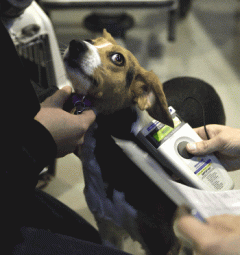 Dog Scanned for Microchip
