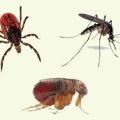 Watch out for these nasty parasites - fleas, ticks, and other pests.