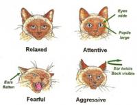 Cat Body Language Ears