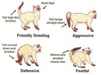 Cat Body Language Tail
