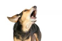 Dog Alarm Barking