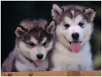 Husky Puppies