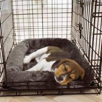 Dog Crate Training