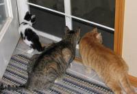 Cat by Door