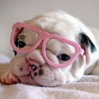 Dog Wearing Glasses