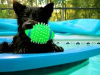 Dog in Pool