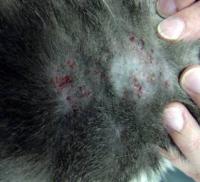 Cat Flea Allergies