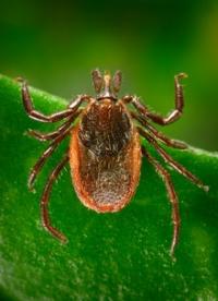 Lyme Disease: Tick