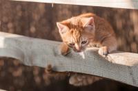 Kitten on Branch