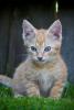 kitten